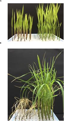 Navigating rice seedling cold resilience: QTL mapping in two inbred line populations and the search for genes